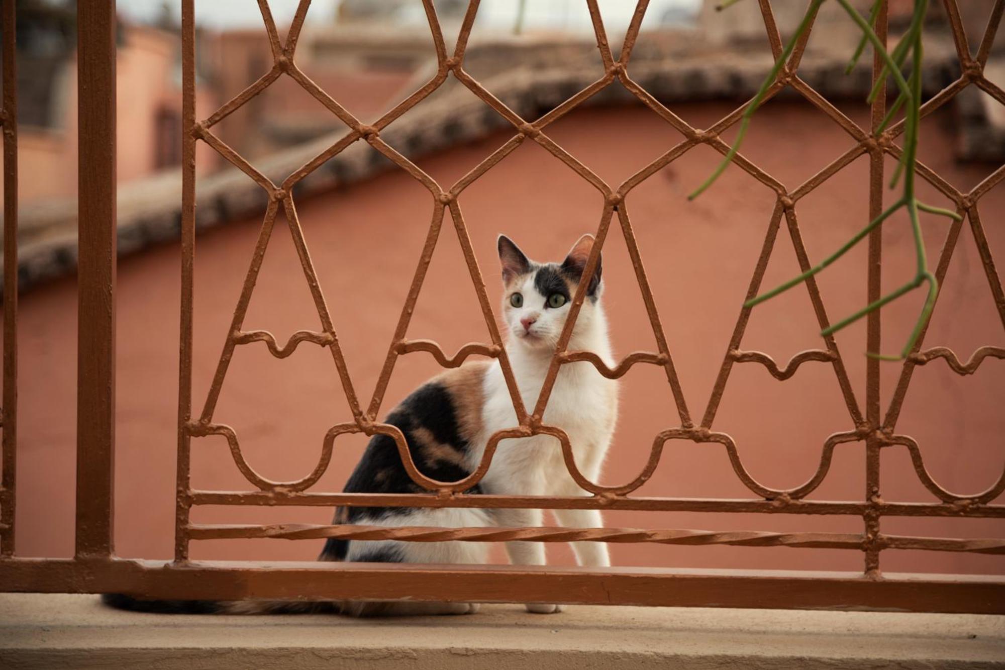 Riad Miss Caracal Marrakesh Exterior photo